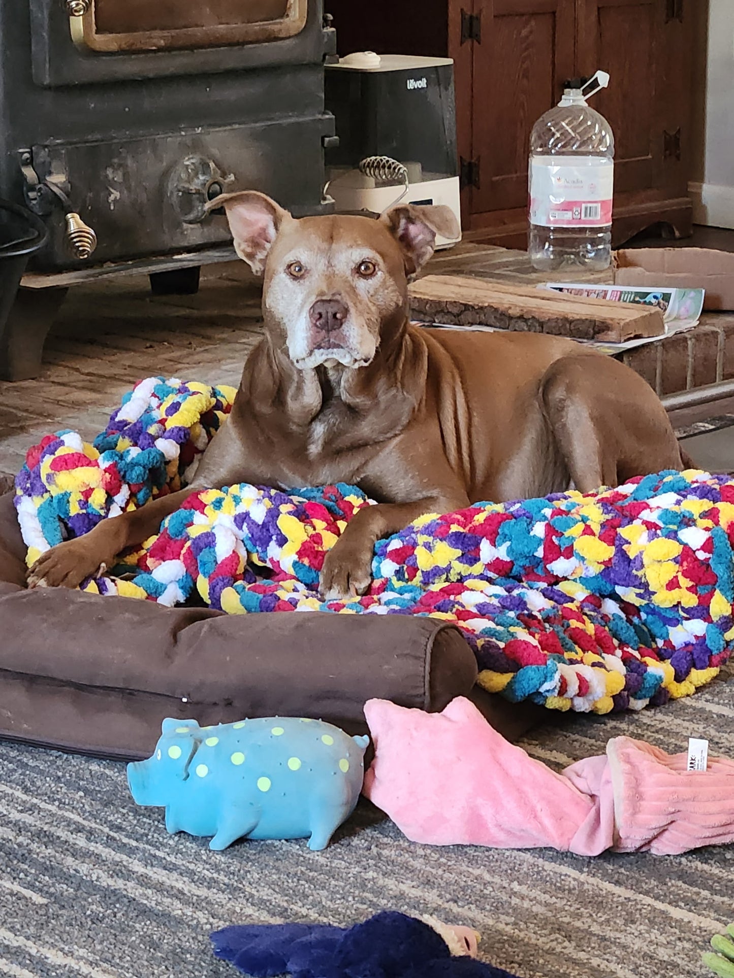 CUSTOM Pet Beds
